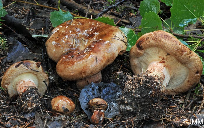 Paxillus obscurosporus