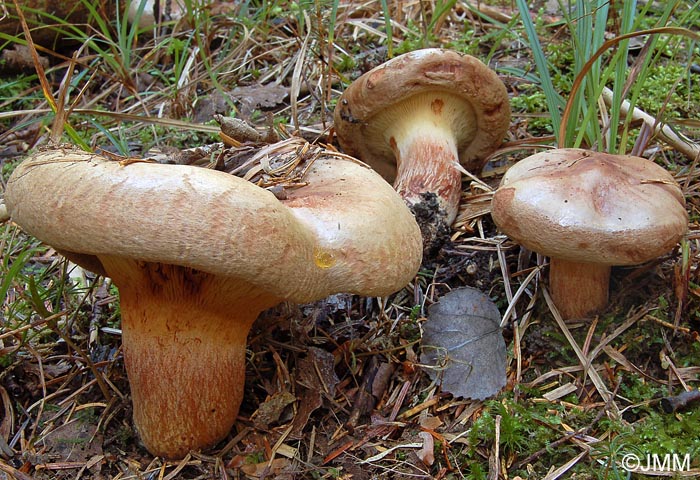 Paxillus obscurosporus