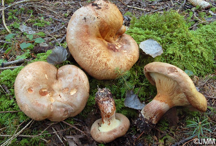 Paxillus obscurosporus