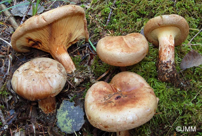 Paxillus obscurosporus