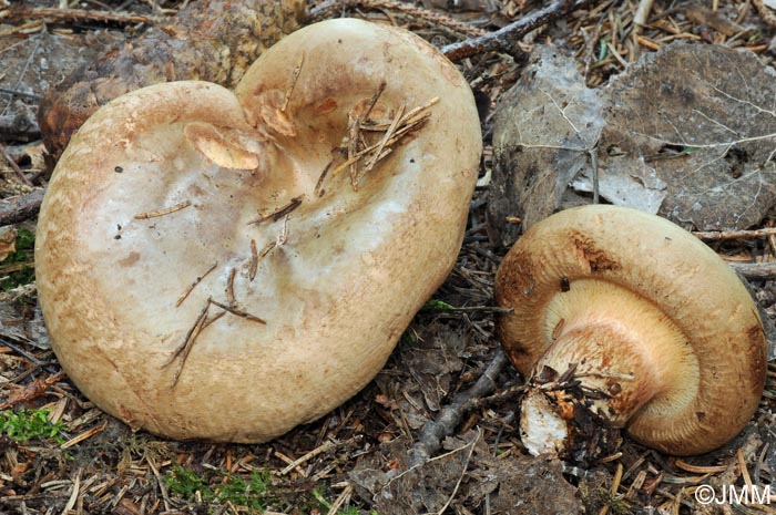 Paxillus obscurosporus