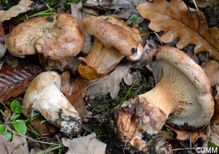 Paxillus obscurosporus