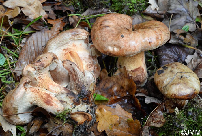 Paxillus obscurosporus