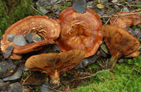 Paxillus obscurosporus