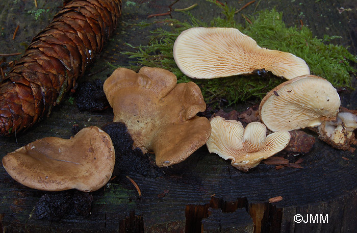 Tapinella panuoides = Paxillus panuoides