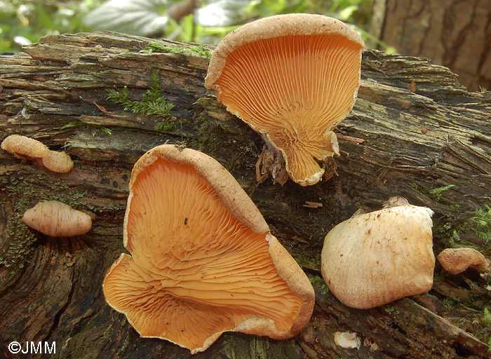 Tapinella panuoides = Paxillus panuoides