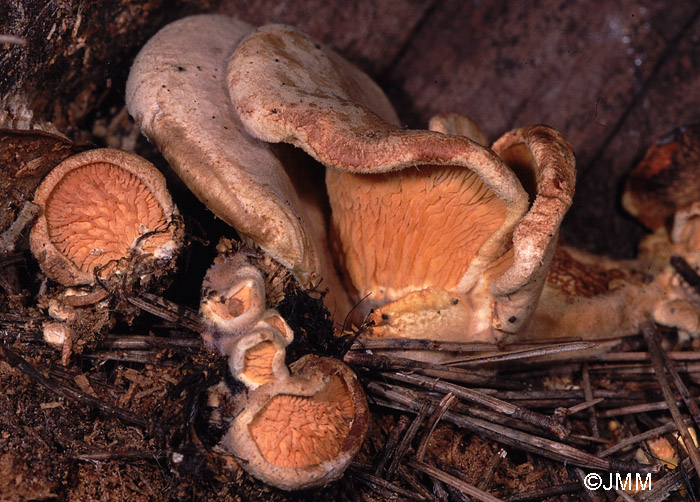 Tapinella panuoides f. ionipes = Paxillus panuoides f. ionipus
