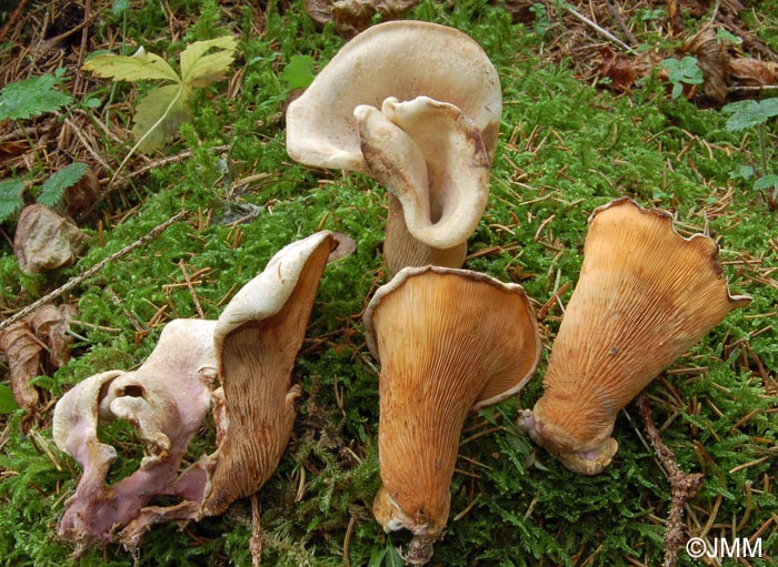 Tapinella panuoides f. ionipes = Paxillus panuoides f. ionipus