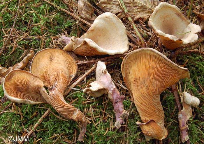 Tapinella panuoides f. ionipes = Paxillus panuoides f. ionipus