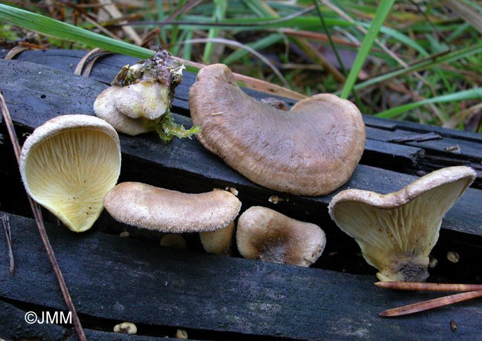 Tapinella panuoides = Paxillus panuoides