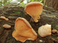 Tapinella panuoides = Paxillus panuoides