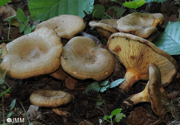 Paxillus adelphus = Paxillus rubicundulus ss auct.