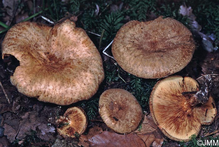 Paxillus adelphus = Paxillus rubicundulus ss auct.