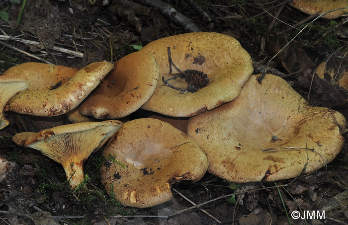 Paxillus adelphus = Paxillus rubicundulus ss auct.