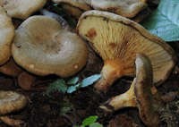 Paxillus adelphus