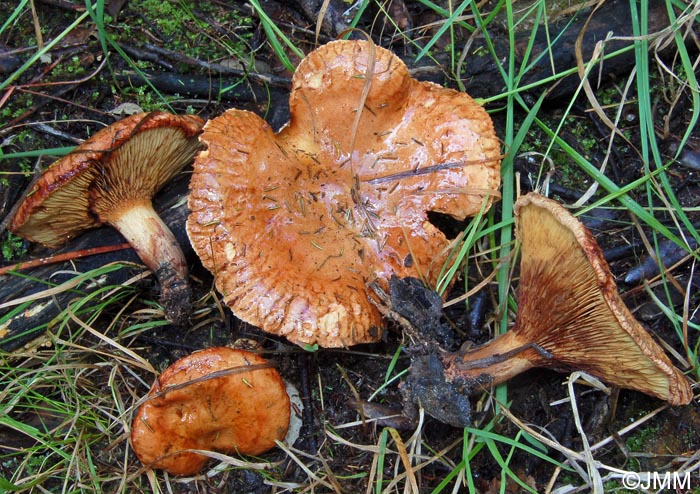 Paxillus ammoniavirescens = Paxillus validus