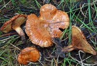 Paxillus validus = Paxillus ammoniavirescens