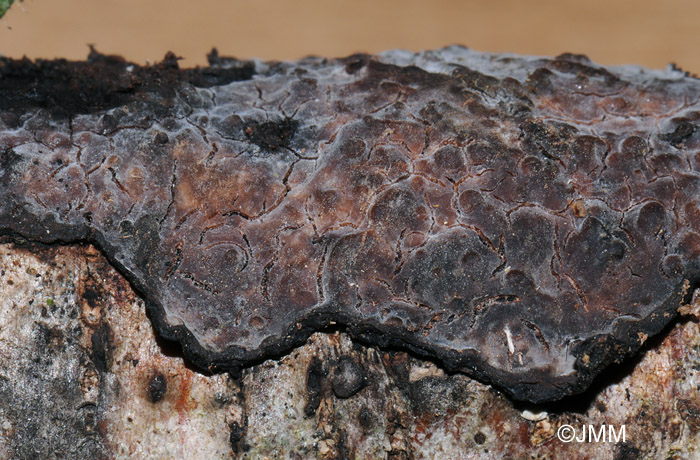 Peniophora limitata