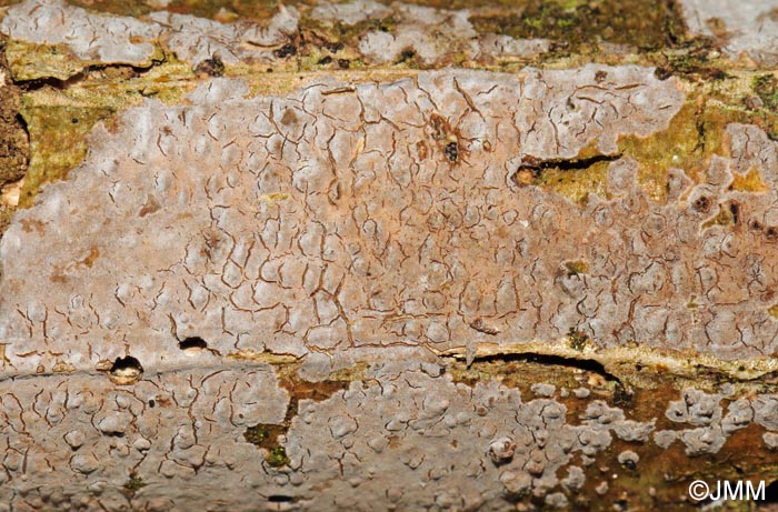Peniophora lycii