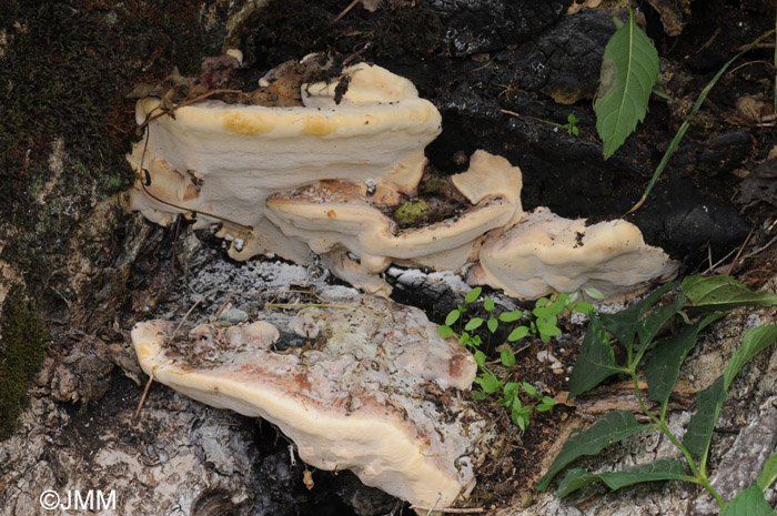 Perenniporia fraxinea