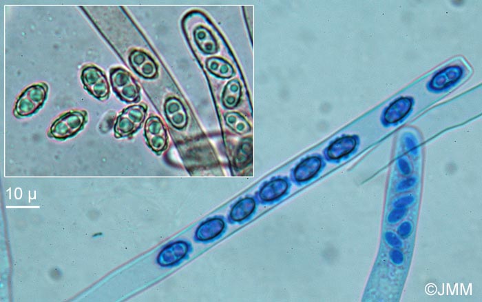 Peziza rifaii : microscopie
