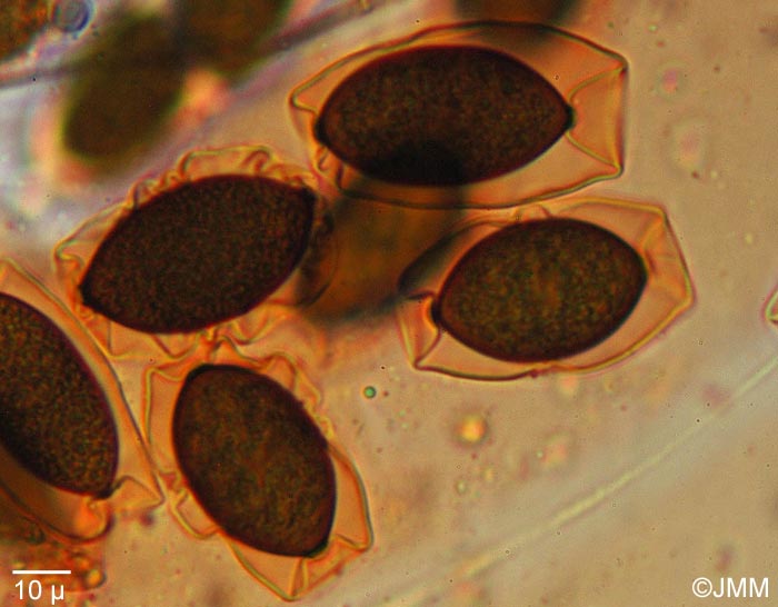 Phaeobotryosphaeria visci : spores