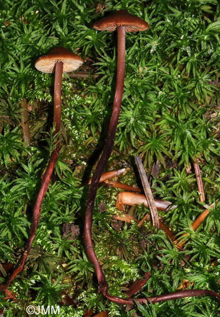 Phaeocollybia arduennensis