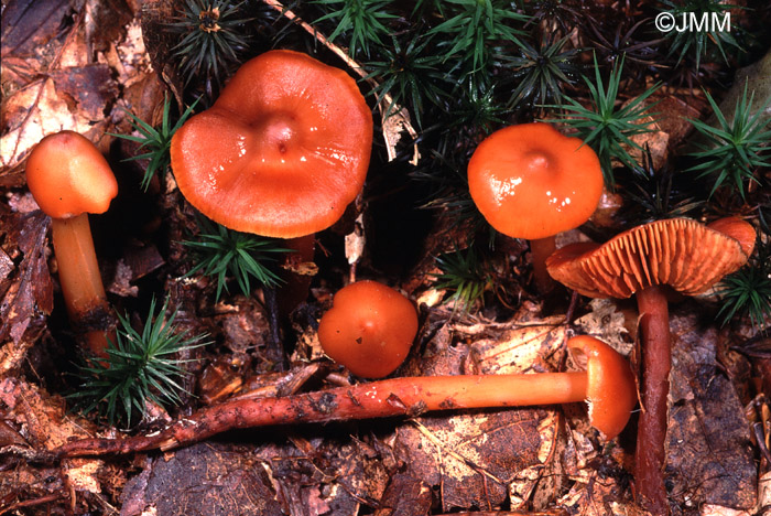 Phaeocollybia christinae