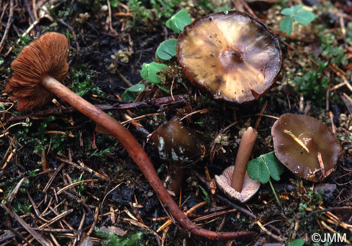 Phaeocollybia festiva