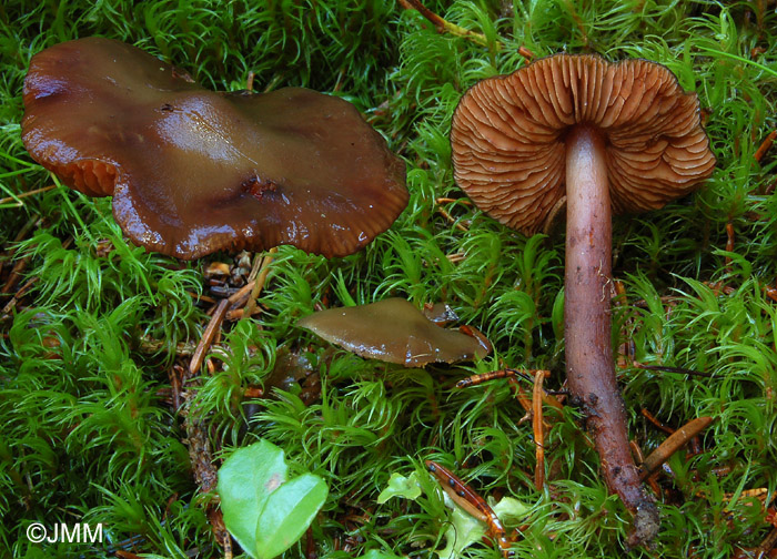 Phaeocollybia festiva