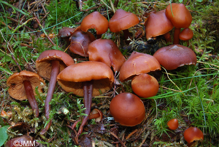 Phaeocollybia jennyae