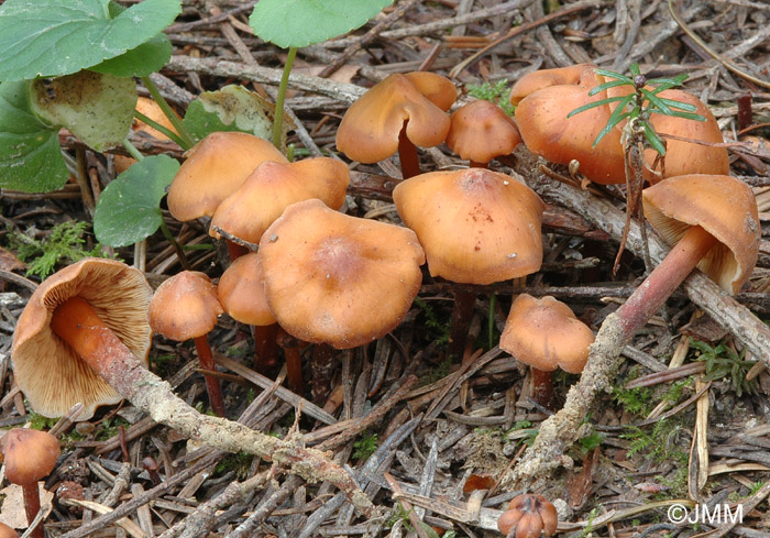 Phaeocollybia jennyae