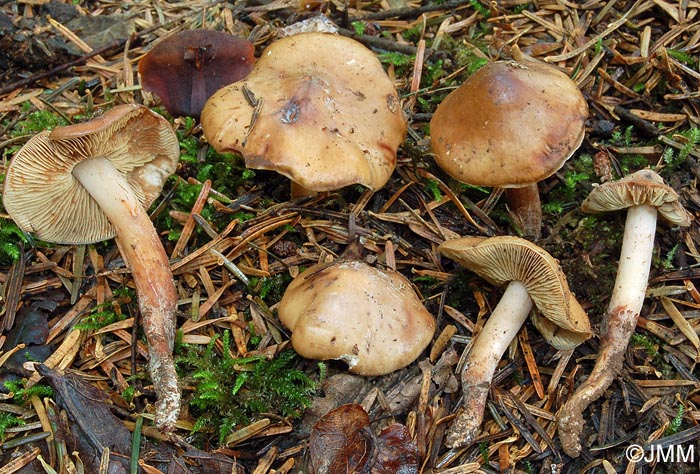 Phaeocollybia lugubris