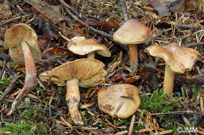 Phaeocollybia lugubris