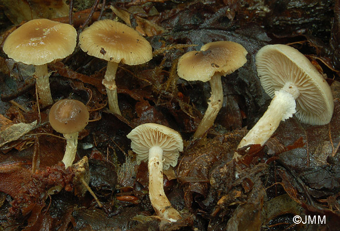 Meottomyces dissimulans = Phaeogalera dissimulans