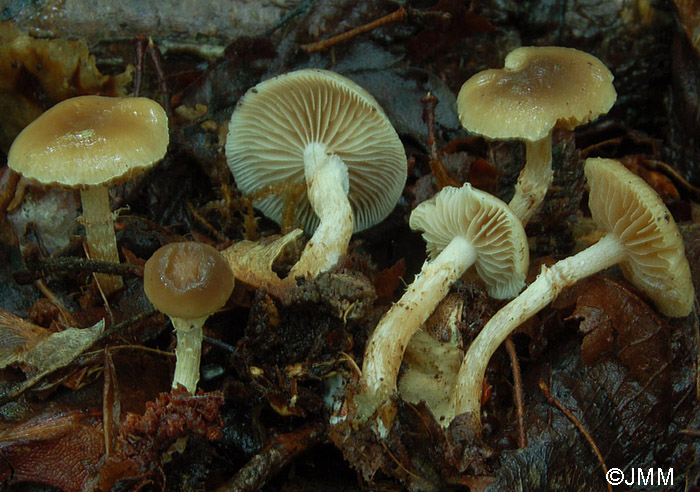 Meottomyces dissimulans = Phaeogalera dissimulans