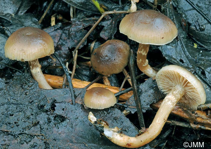 Meottomyces dissimulans = Phaeogalera dissimulans