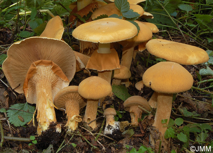 Phaeolepiota aurea