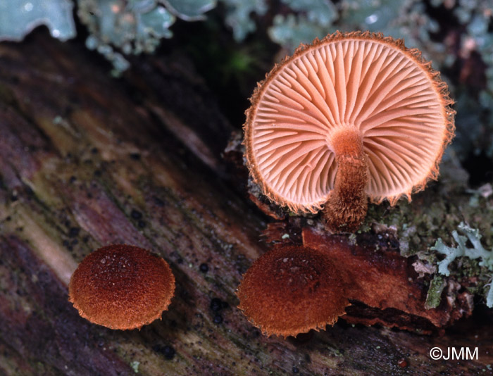 Phaeomarasmius erinaceus