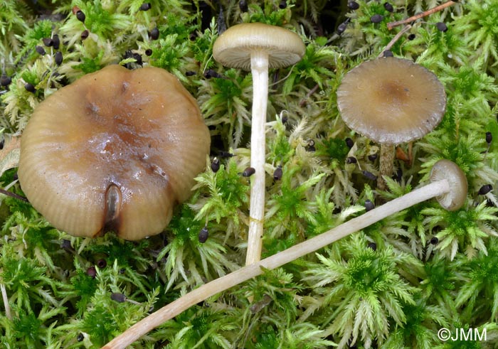 Phaeonematoloma myosotis