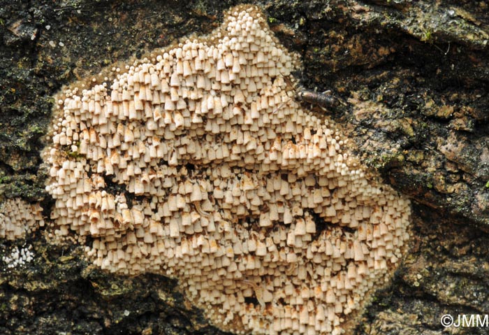 Phaeosolenia densa