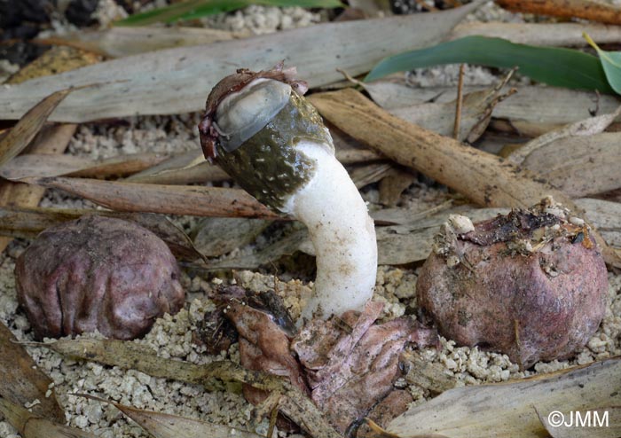 Phallus hadriani