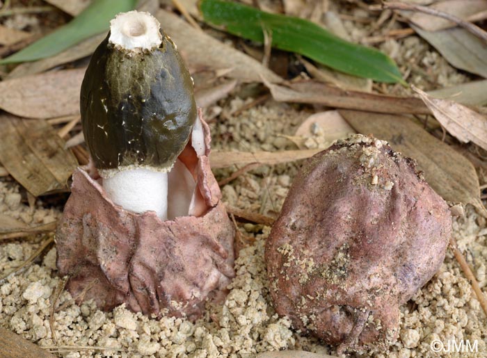 Phallus hadriani