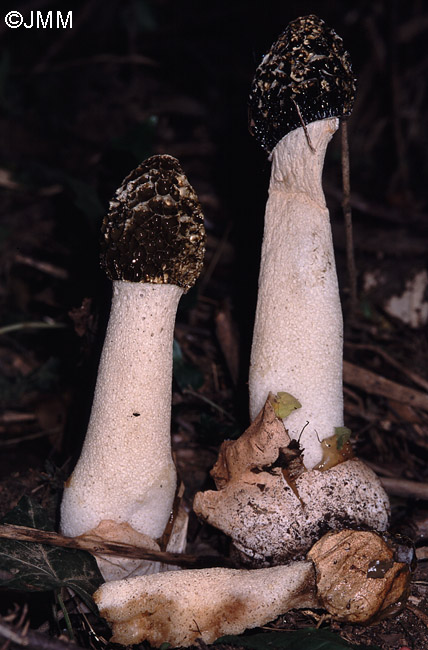 Phallus impudicus