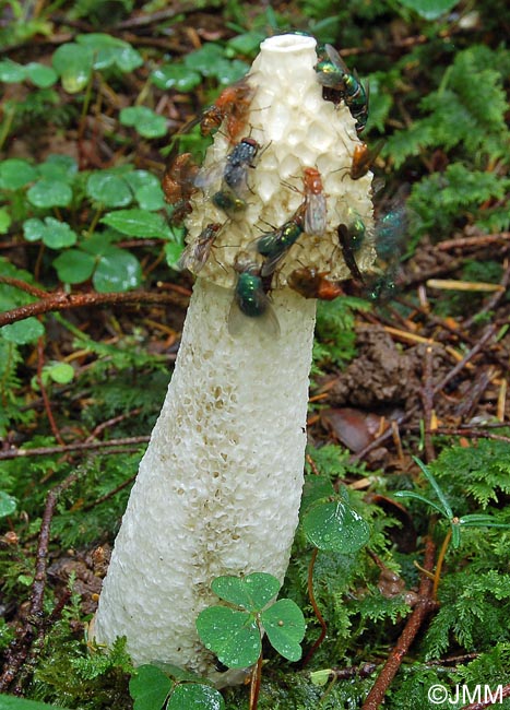 Phallus impudicus