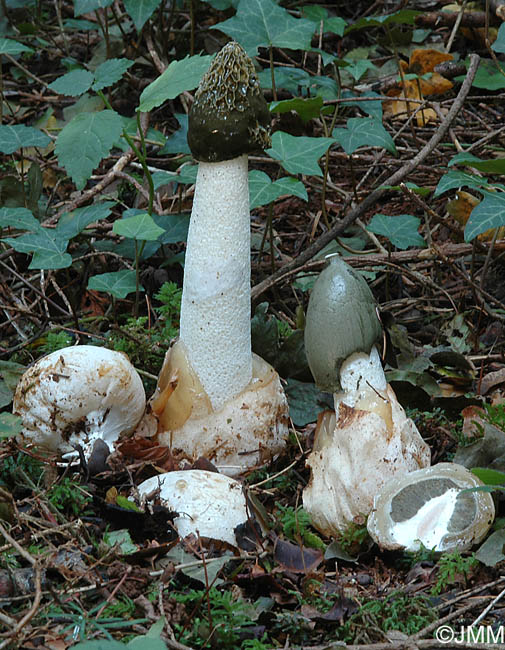 Phallus impudicus