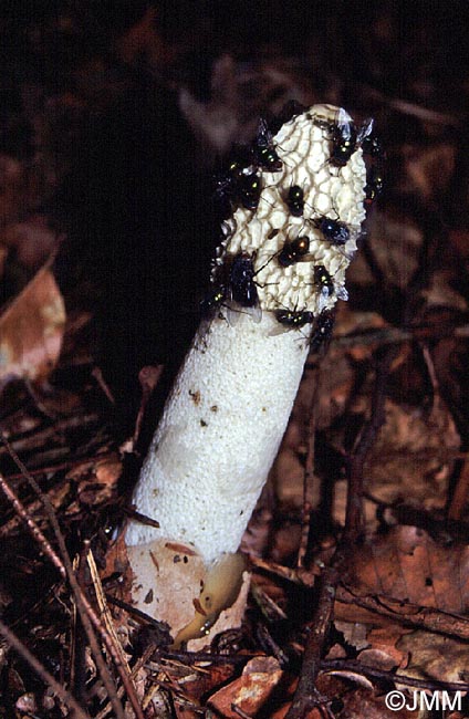 Phallus impudicus