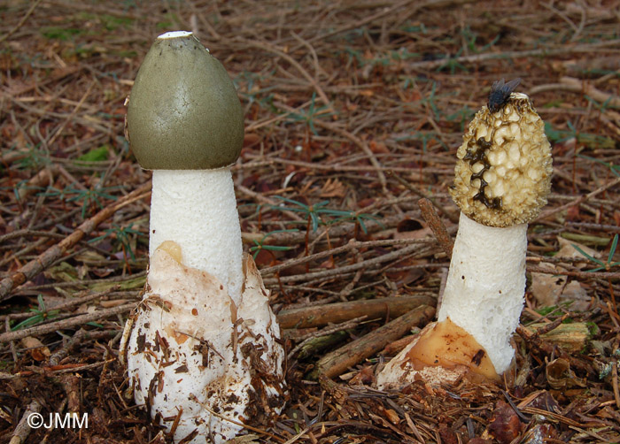 Phallus impudicus