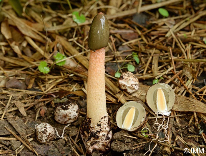 Phallus rubicundus