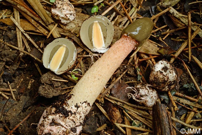 Phallus rubicundus